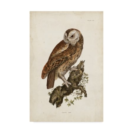 John Selby 'Tawny Owl Brown' Canvas Art,30x47